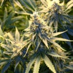 jack herer cannabis strain