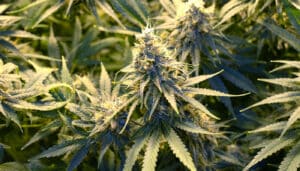 jack herer cannabis strain