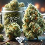 Diamond OG Strain: Effects, Benefits