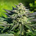Fortune Cookies Strain: One of Canada's Most Flavorful Hybrids