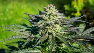 Fortune Cookies Strain: One of Canada's Most Flavorful Hybrids