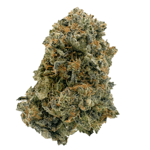If you are looking to purchase Sativa Weed in Strains BC, then you could not have landed at a better site to fulfill your needs than Buy Weed Online Dispensary. Elevate your senses and energize your spirit with our exceptional selection of Sativa Weed Strains from our online store. We source these excellent offerings from the unspoiled landscape of BC, ensuring that there is no compromise with the quality of the product. Our Sativa Strains are known for their uplifting and cerebral effects – boosting creativity, stimulating conversation and adding a sparkle to one's day. Each puff delivers a wave of exhilaration, filling you with a sense of euphoria, focus, and mental clarity – what more could you ask for? Don’t hesitate for a second more and get your hands on our excellent offerings listed at amazing prices right now. Discover the stimulating beauty of Sativa Weed Strains - an engaging invitation to the invigorating realm of high-quality cannabis. And with the timely and hassle-free delivery that we offer, you simply could not find a better companion that can help you out. We also have a customer support helpline for you to connect with.