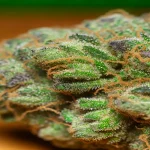 Donkey Butter Strain Effects Why This Indica Dominates the Calm Zone