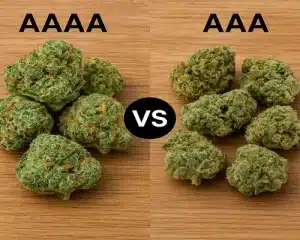 Key Differences Between AAAA and AAA Weed