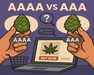 Where to Shop AAAA vs AAA Weed Online