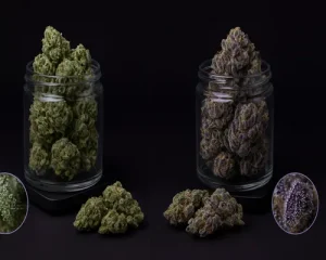 AAA vs AAAA Ounce Differences (and Why It Matters for Indica)